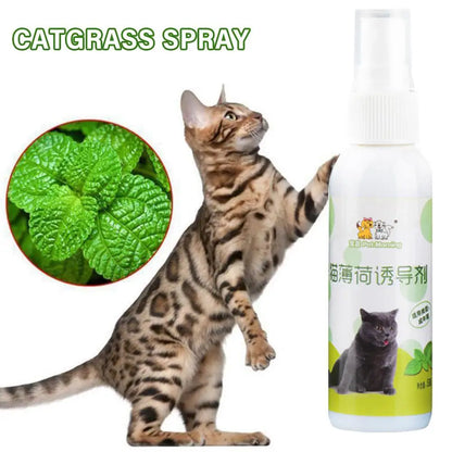 Catnip Spray