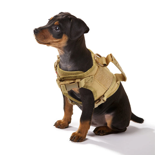 Tactical Harness & Leash