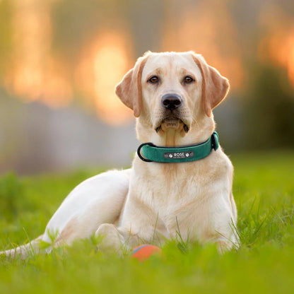 Personalized Dog Collars